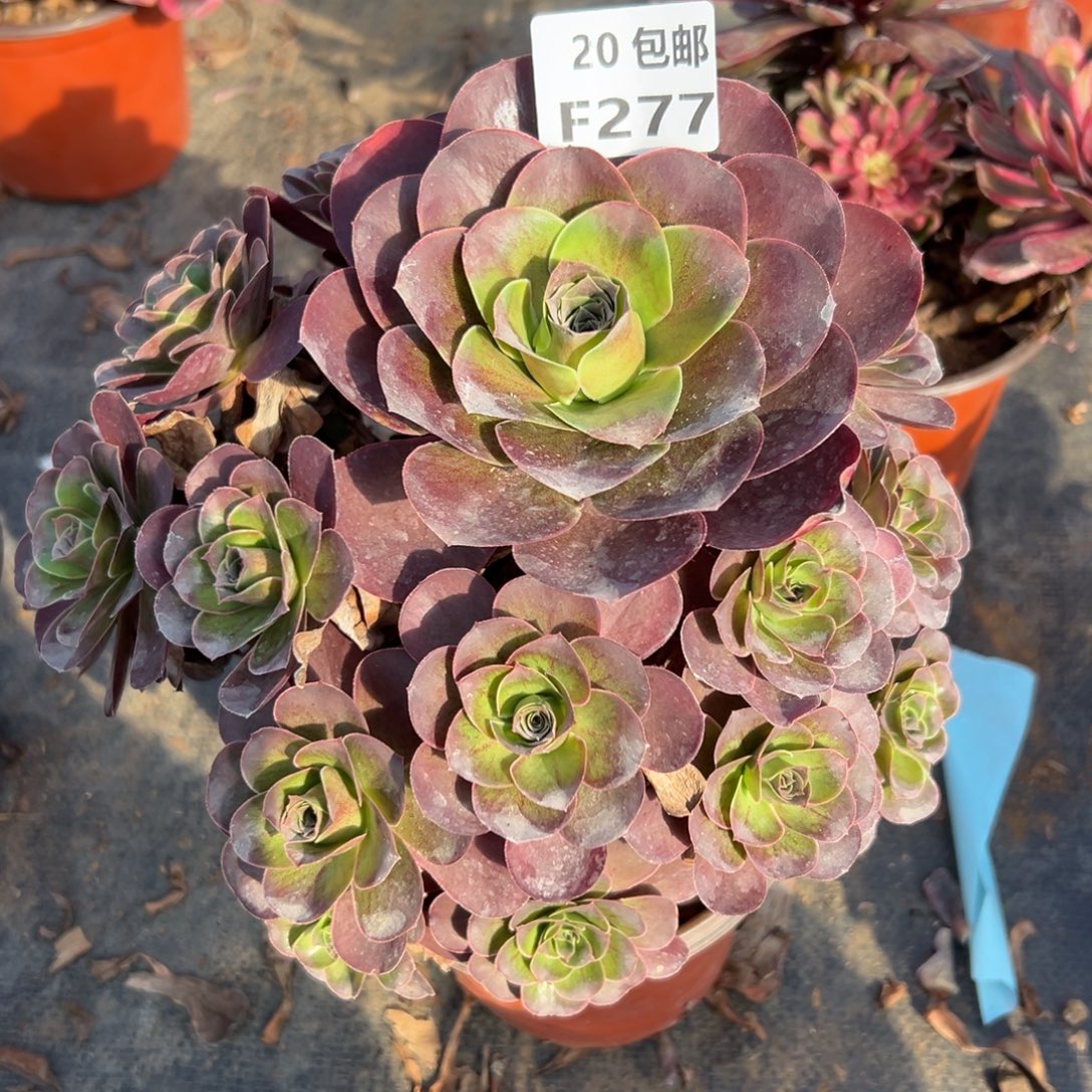 277魅金，多肉法师