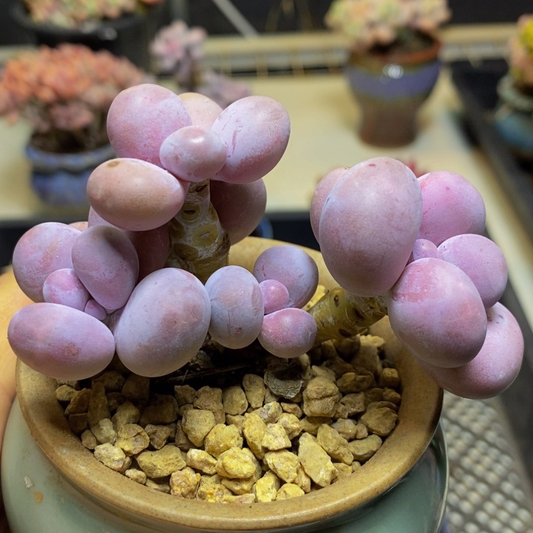 390 橙奶8 厘米多肉