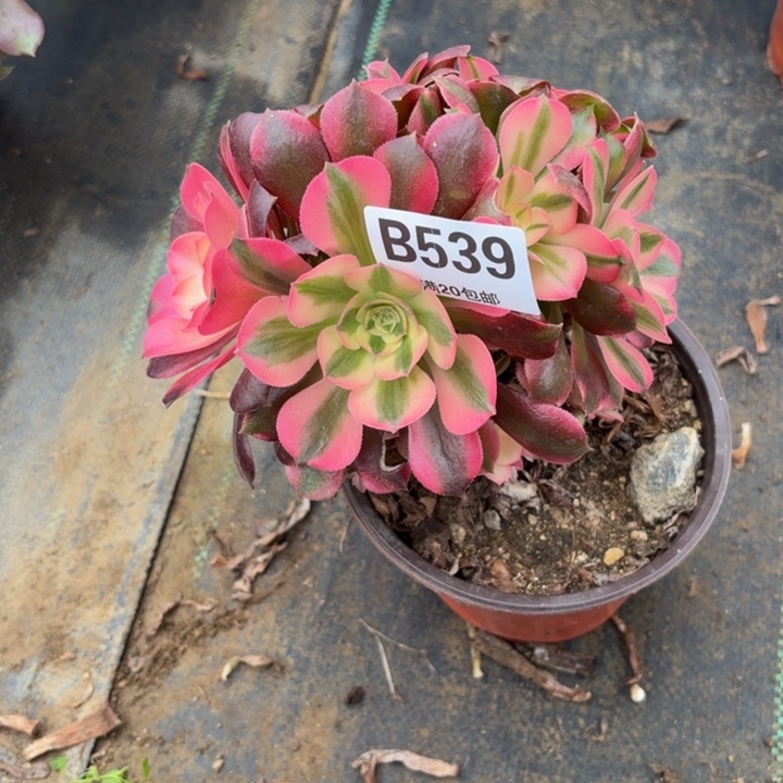 馨***忆瑞妈，，。。。。。539不包售后，