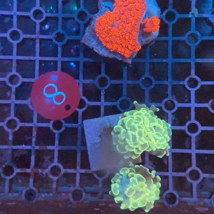 海水鱼红单包野生和猪腰榔头