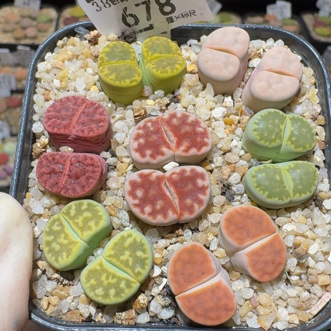 Ssss精品生石花678