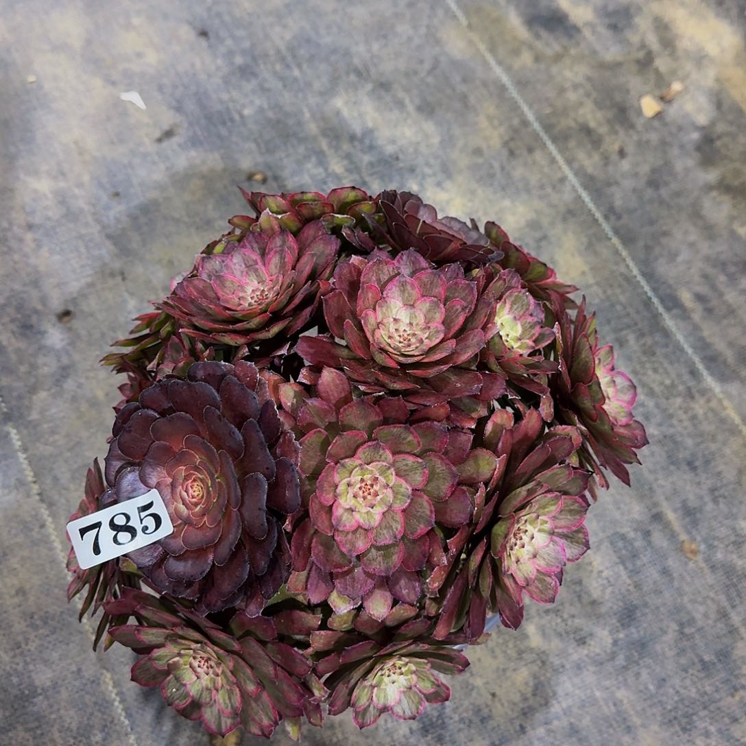 0000785黑牡丹多肉植物