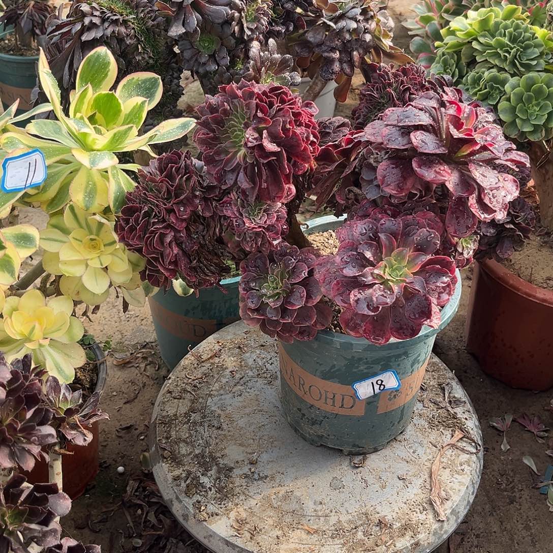 12美杜莎缀化法师多肉植物