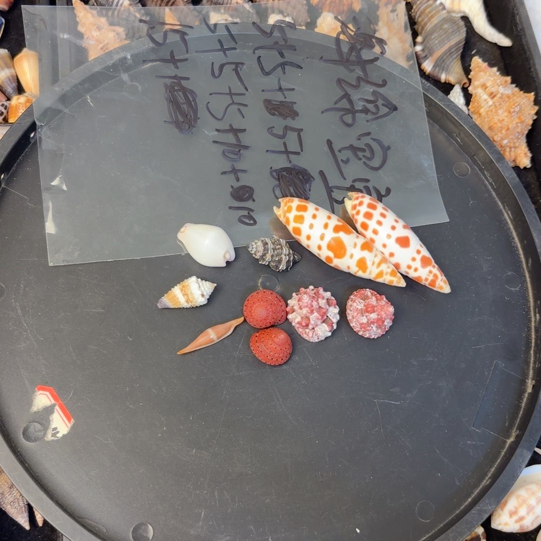 海***呀天然海螺标本福利