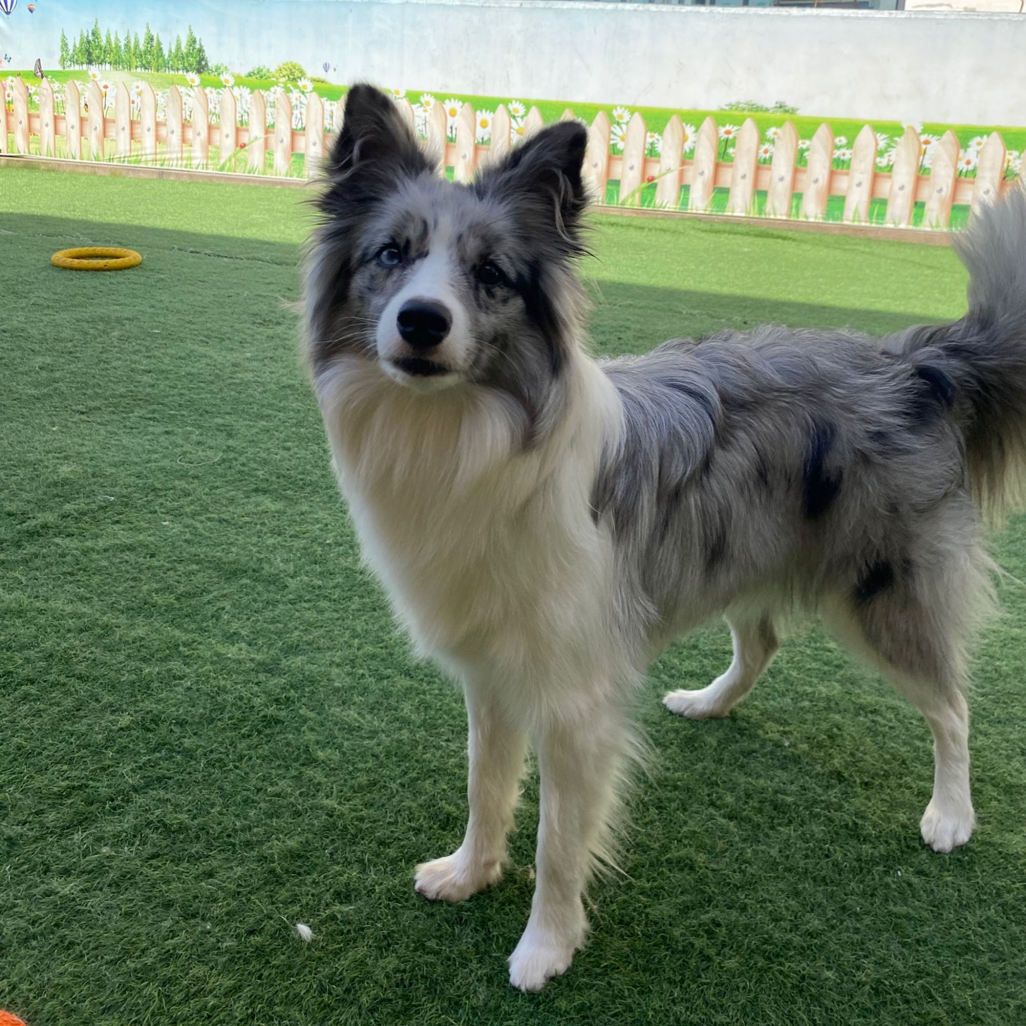 边牧饲养小狗比格犬宠物狗狗幼犬活体陨石活体狗狗边牧幼犬萨摩耶