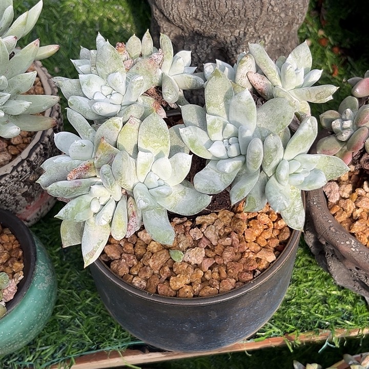 雪山杂拇指仙女杯