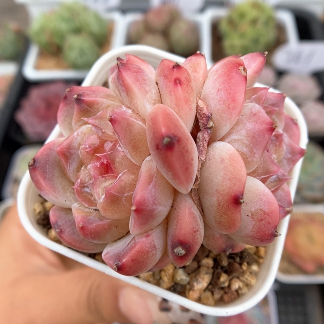 糖心冰魄双头可拍712号。