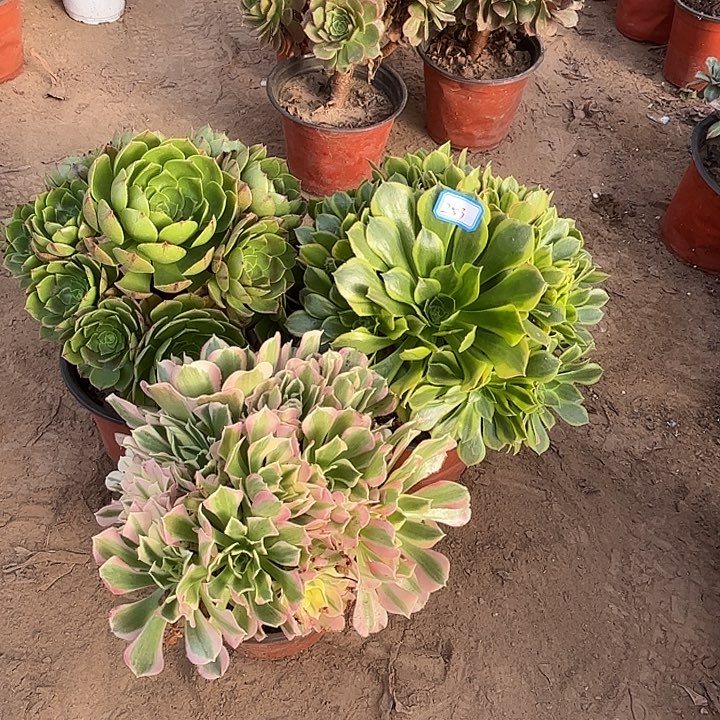 甜***妹253多肉植物组合，