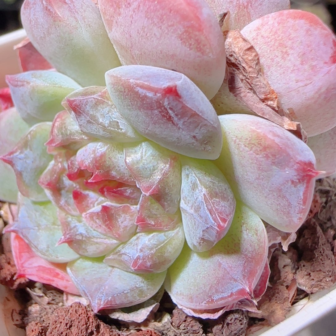 花语逸镜1028-450冰魄