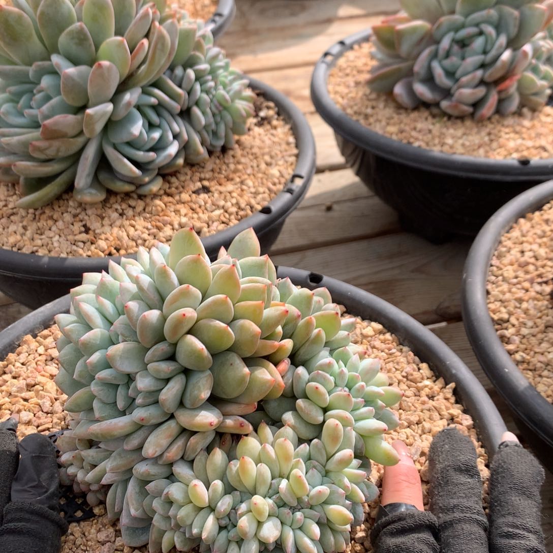 A815售后范围：签收起7天内，录开箱视频