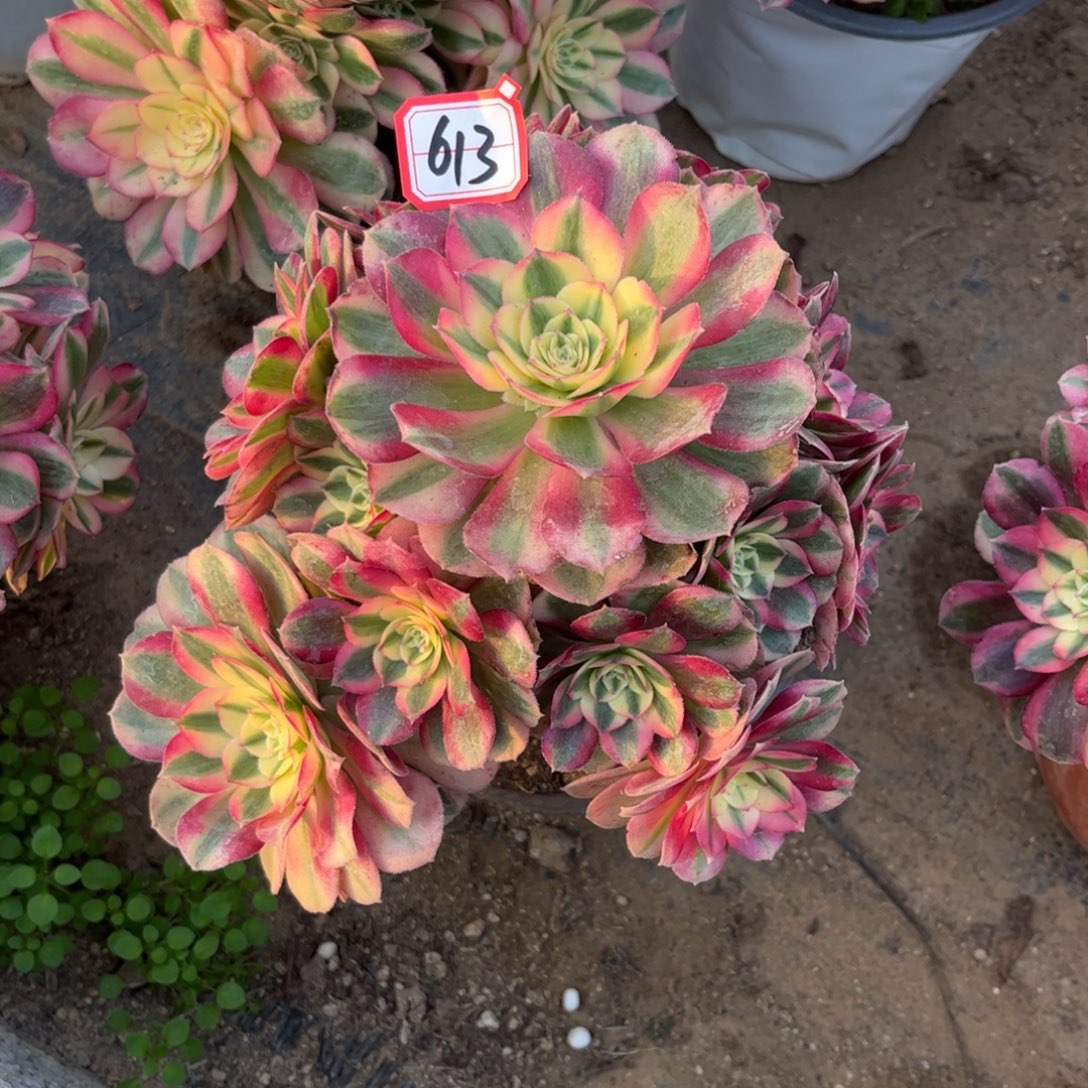 阿***肉613多肉植物倾城法师