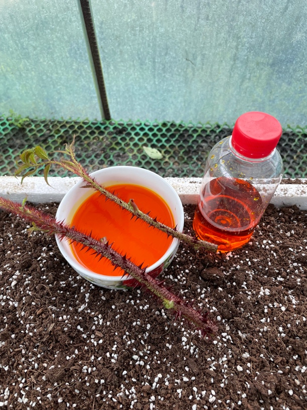 蔷薇月季树莓扦插生根帮助液基地秘方300g