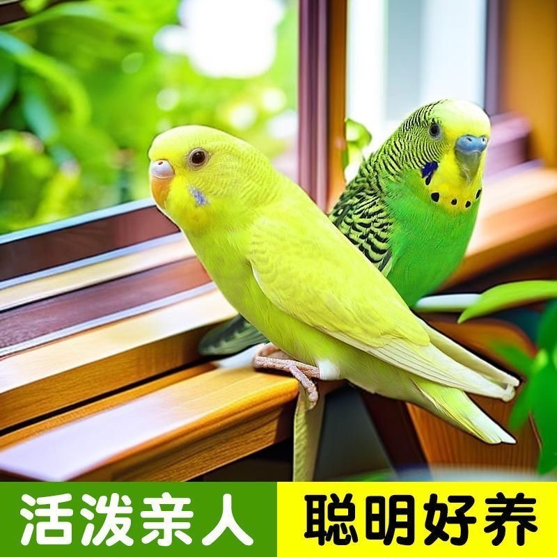 手养虎皮鹦鹉活鸟可学说话适合家养的可爱宠物鸟包邮 2只