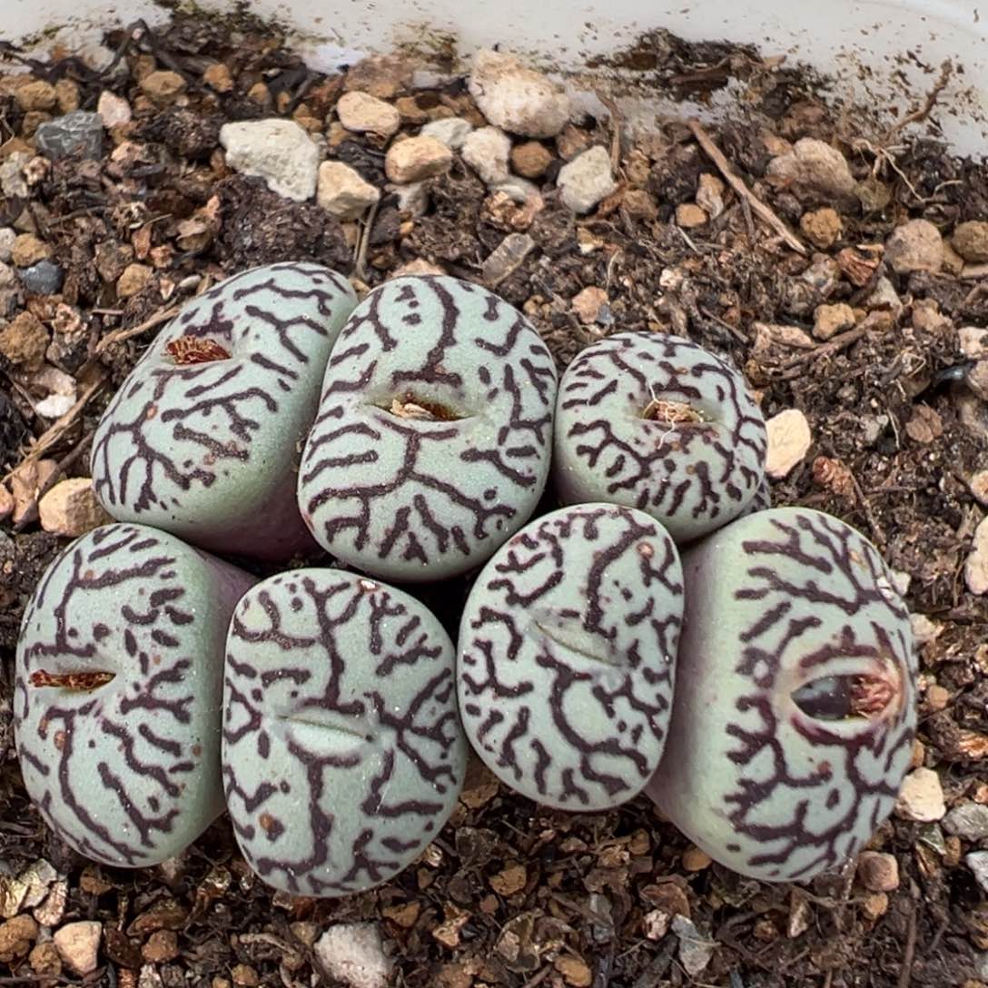 102多肉植物百科植物