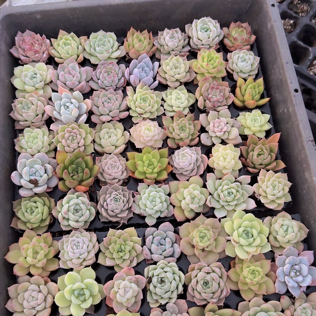 39直播福利一物一拍