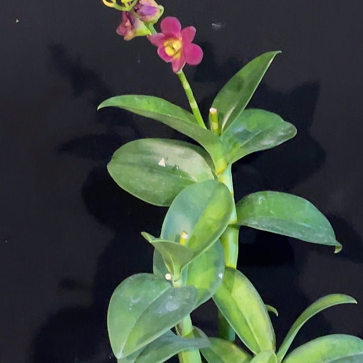 完全开放2115个体