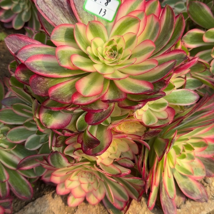 龙****）荔枝多肉植物绿植13