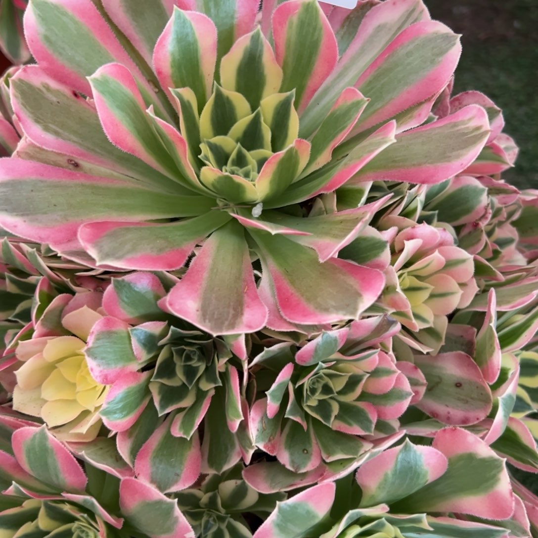 182，粉水晶多肉植物法师