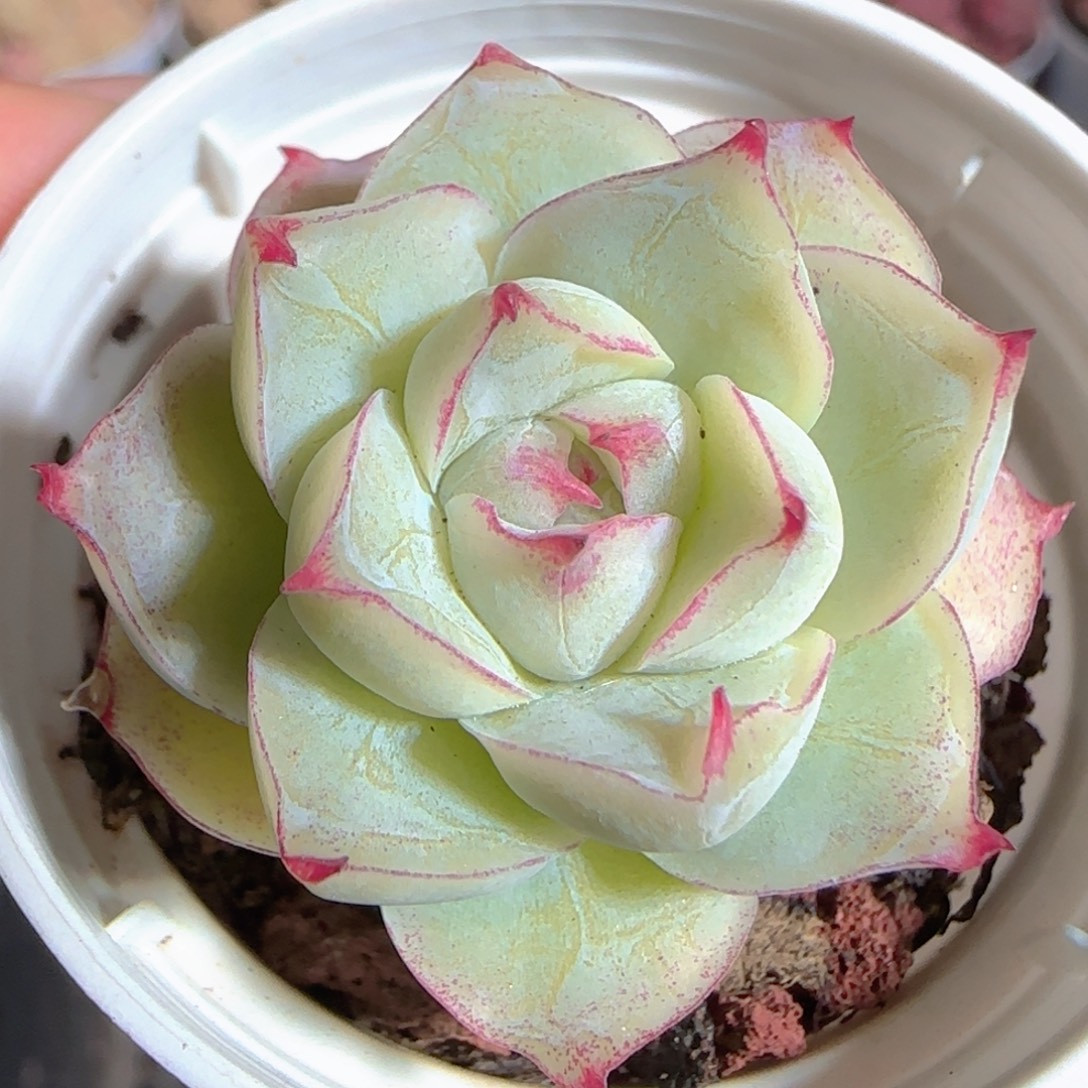 多肉1225-99女王玫瑰