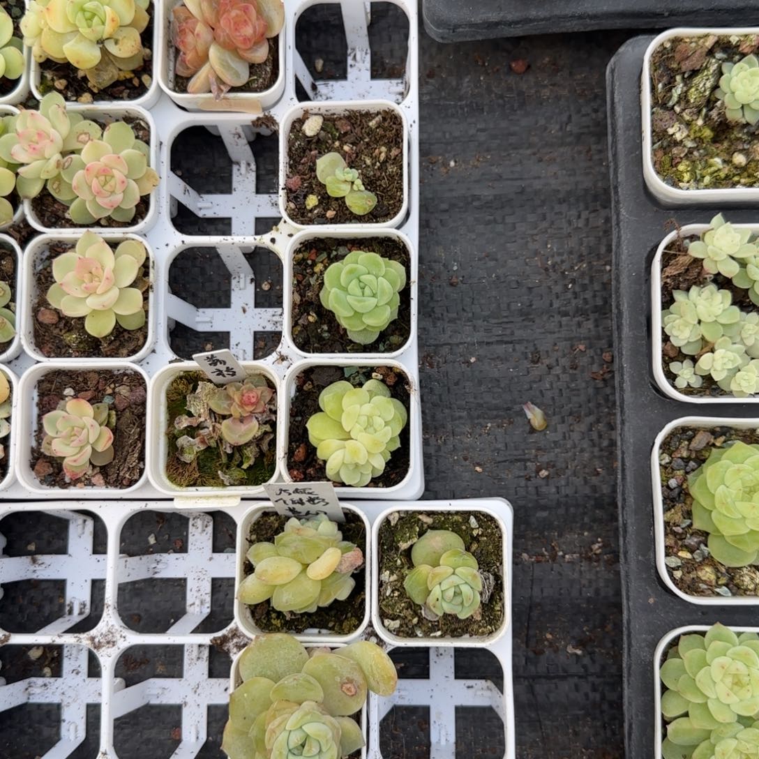 花房白财 盆1个5床满25包邮