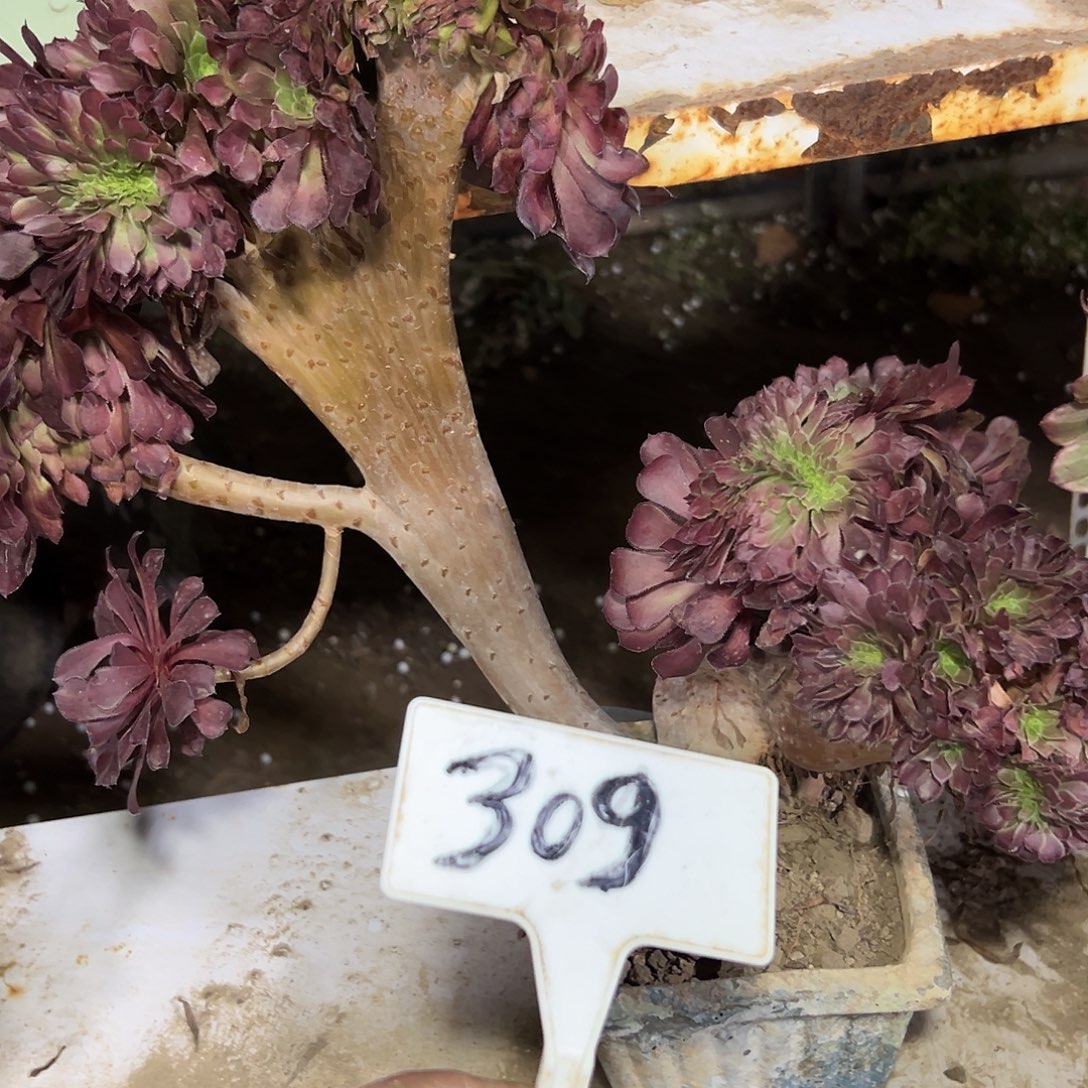 多肉植物铜壶缀花309