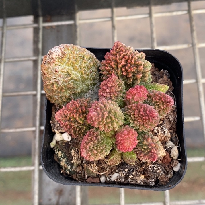 伯克利和格蕾纳等著名音乐