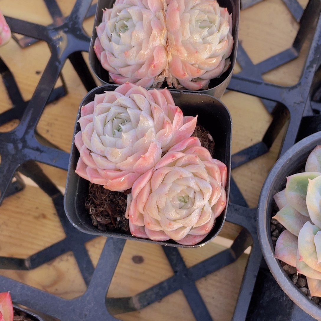 980号 白月光捡漏一颗