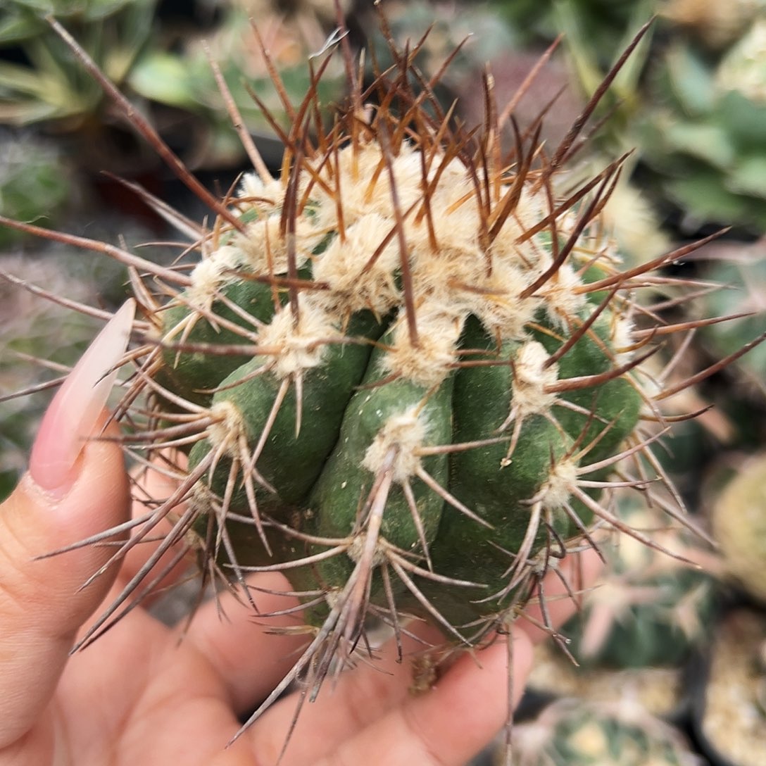 舞龙丸瑕疵仙人球666666666