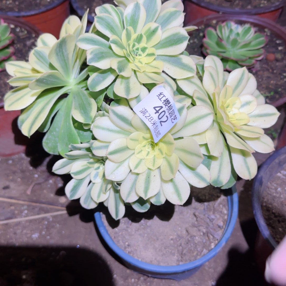 辛尼亚法师多肉402母本