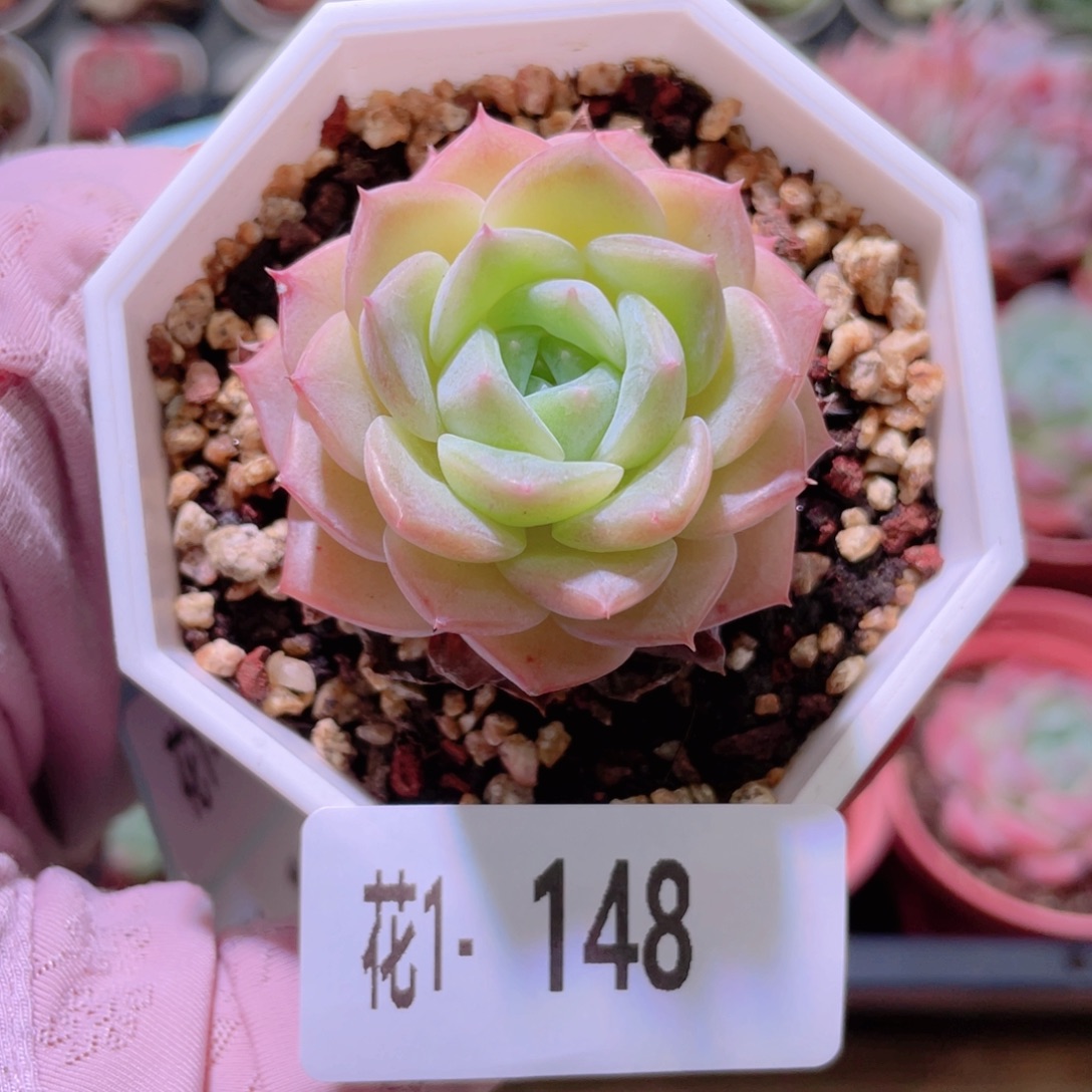 花利美1-148纯爱单头