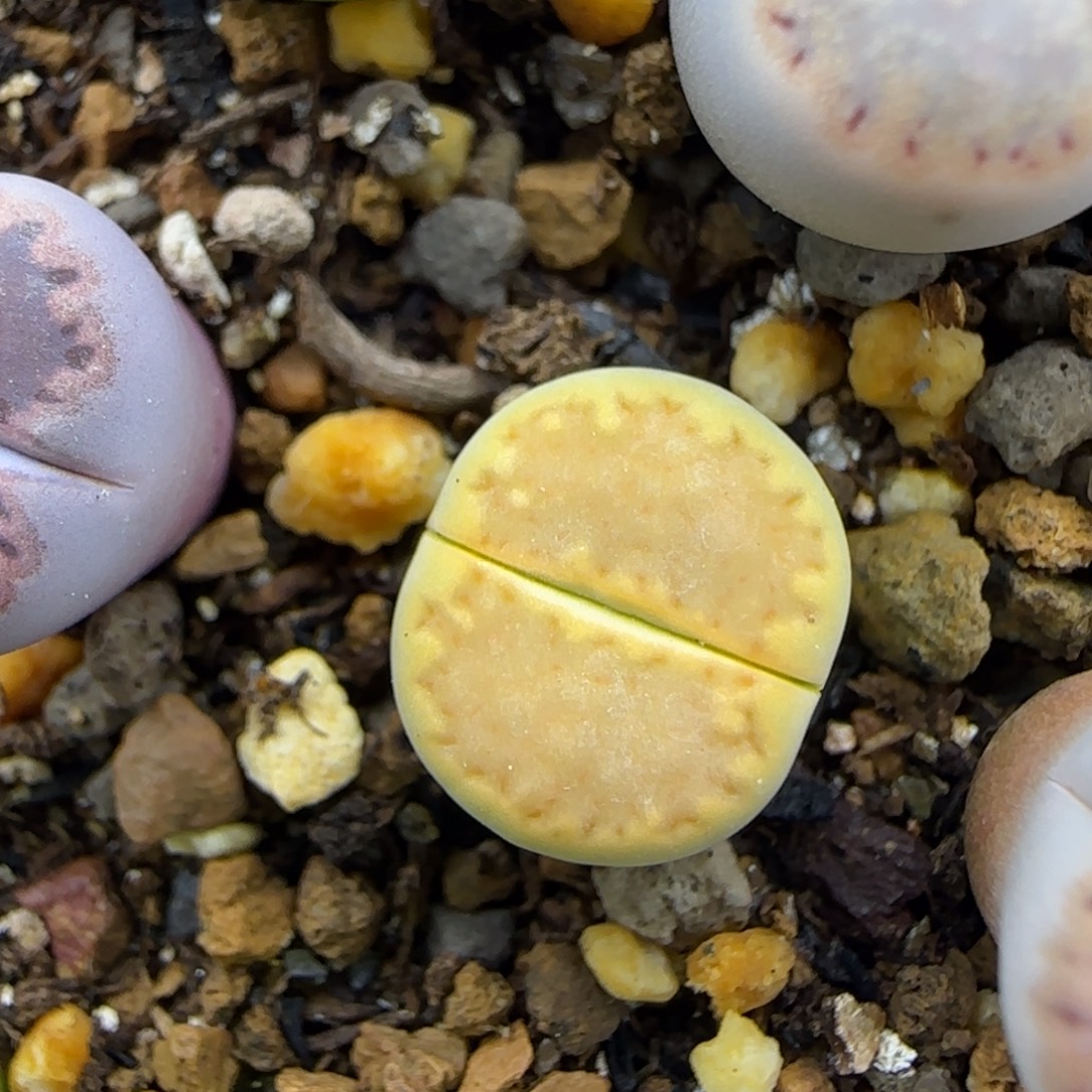 712全净窗黄饼干清框福利30包邮