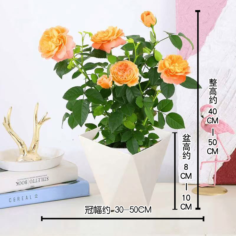 月季花苗果汁阳台带花苞浓香型四季开花易活活玫瑰庭院