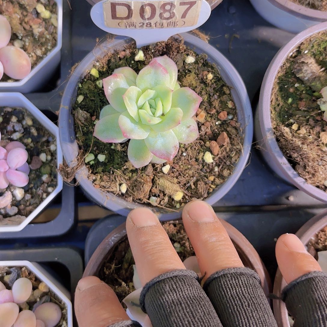 D087泡泡纱裙一物一拍多肉