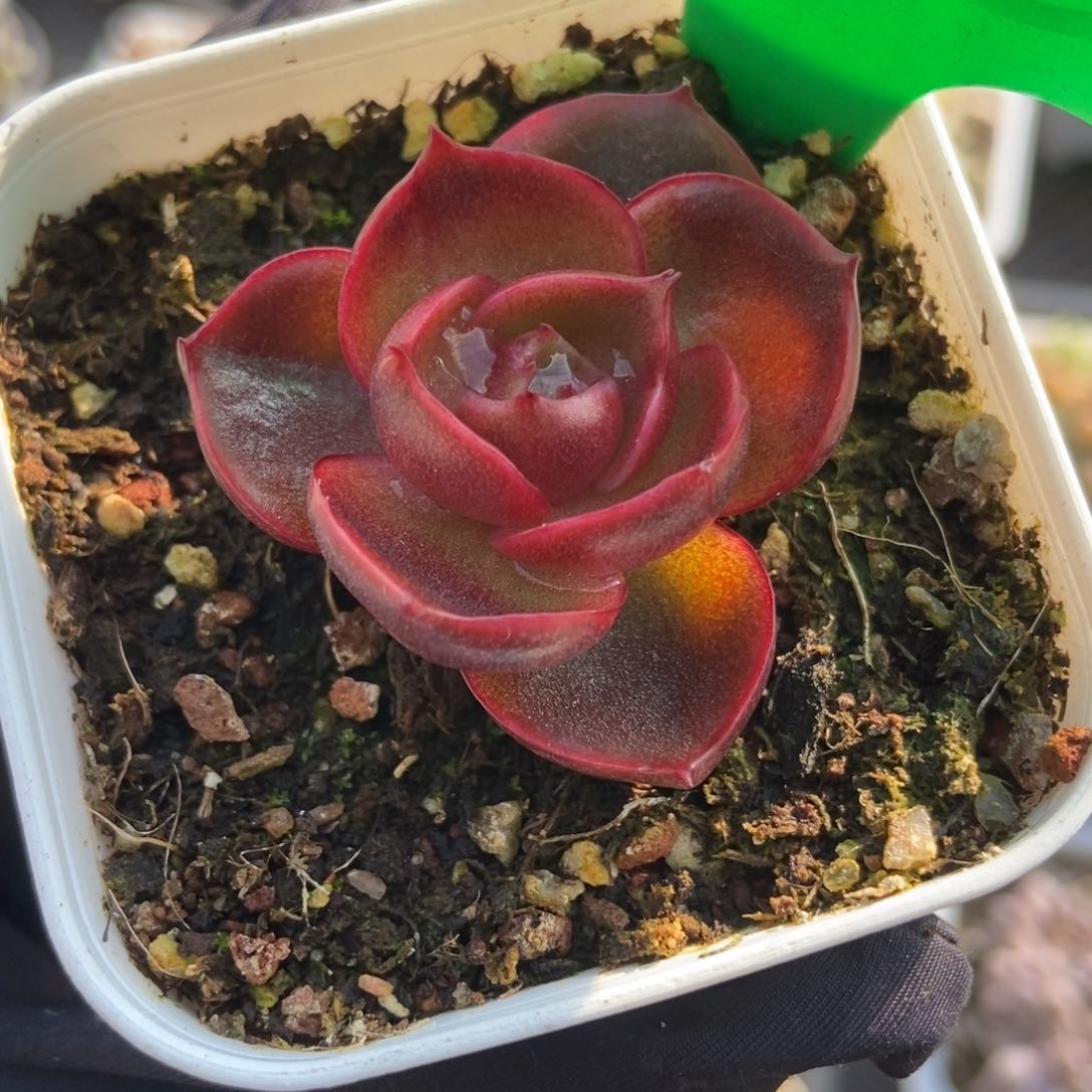 875红灯多肉植物