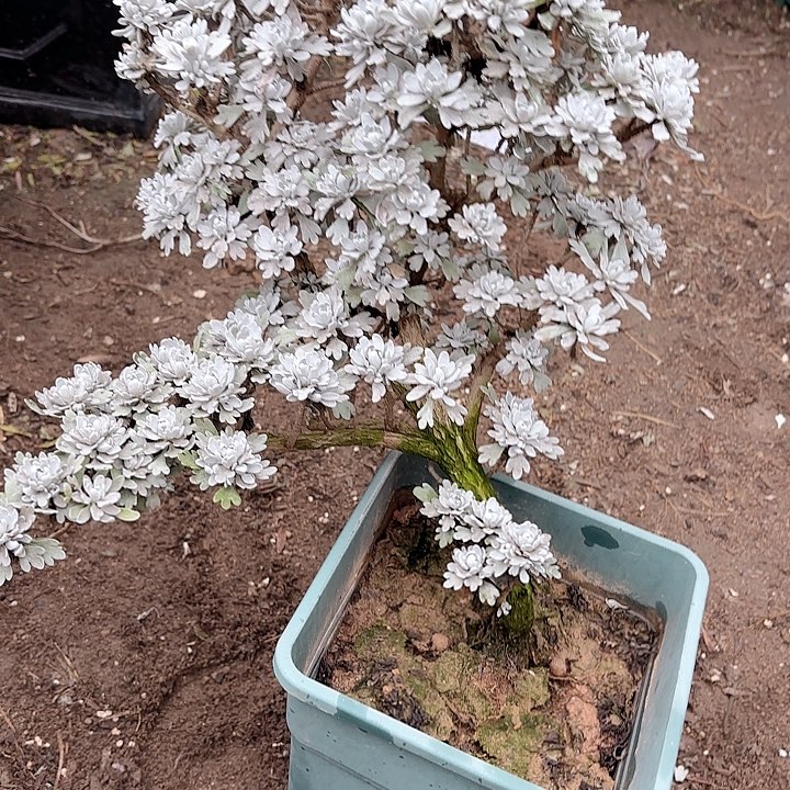 顺***平无花朵带土球发货