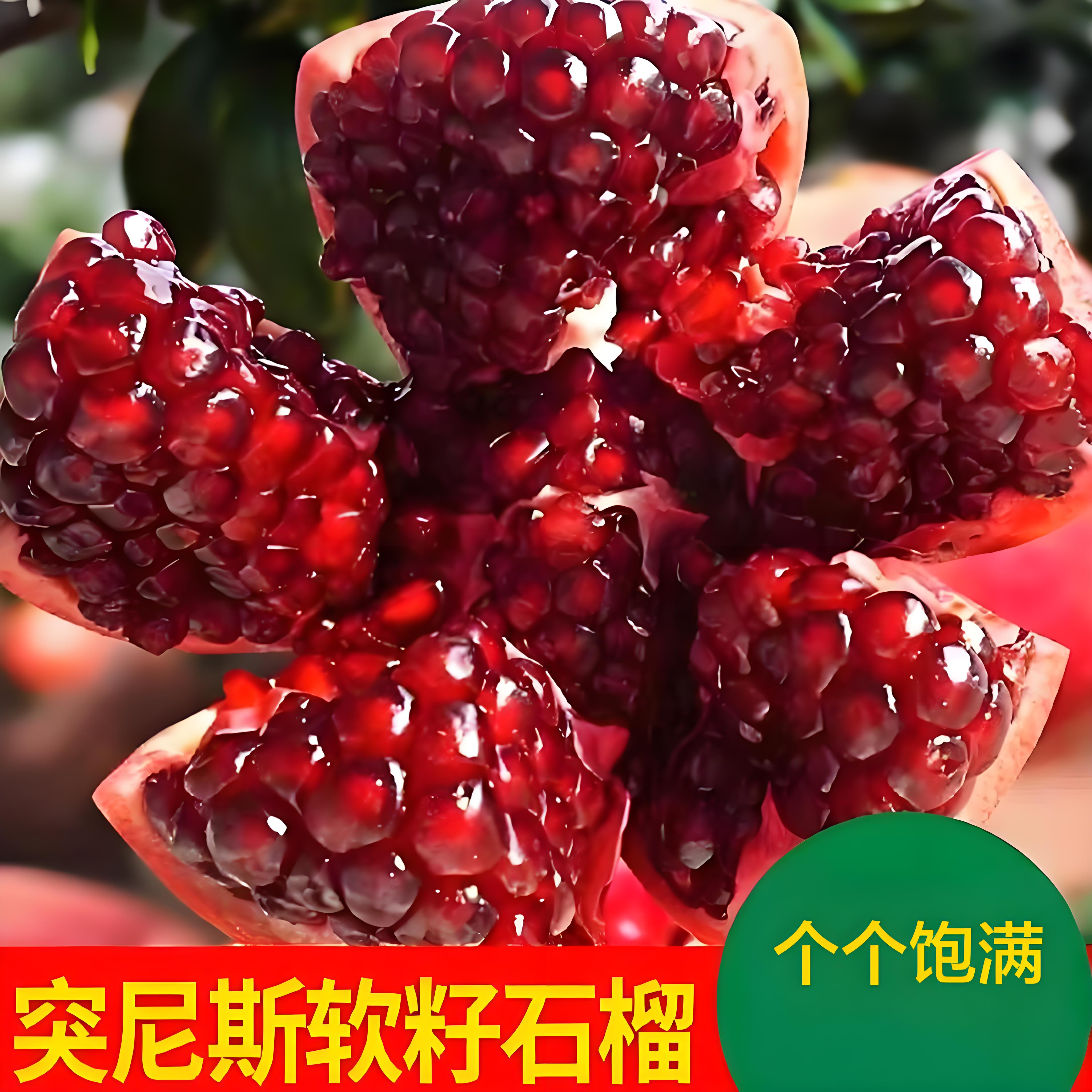 突尼斯软籽石榴树苗 盆栽地栽南北方种植 果大 纯甜 果树苗