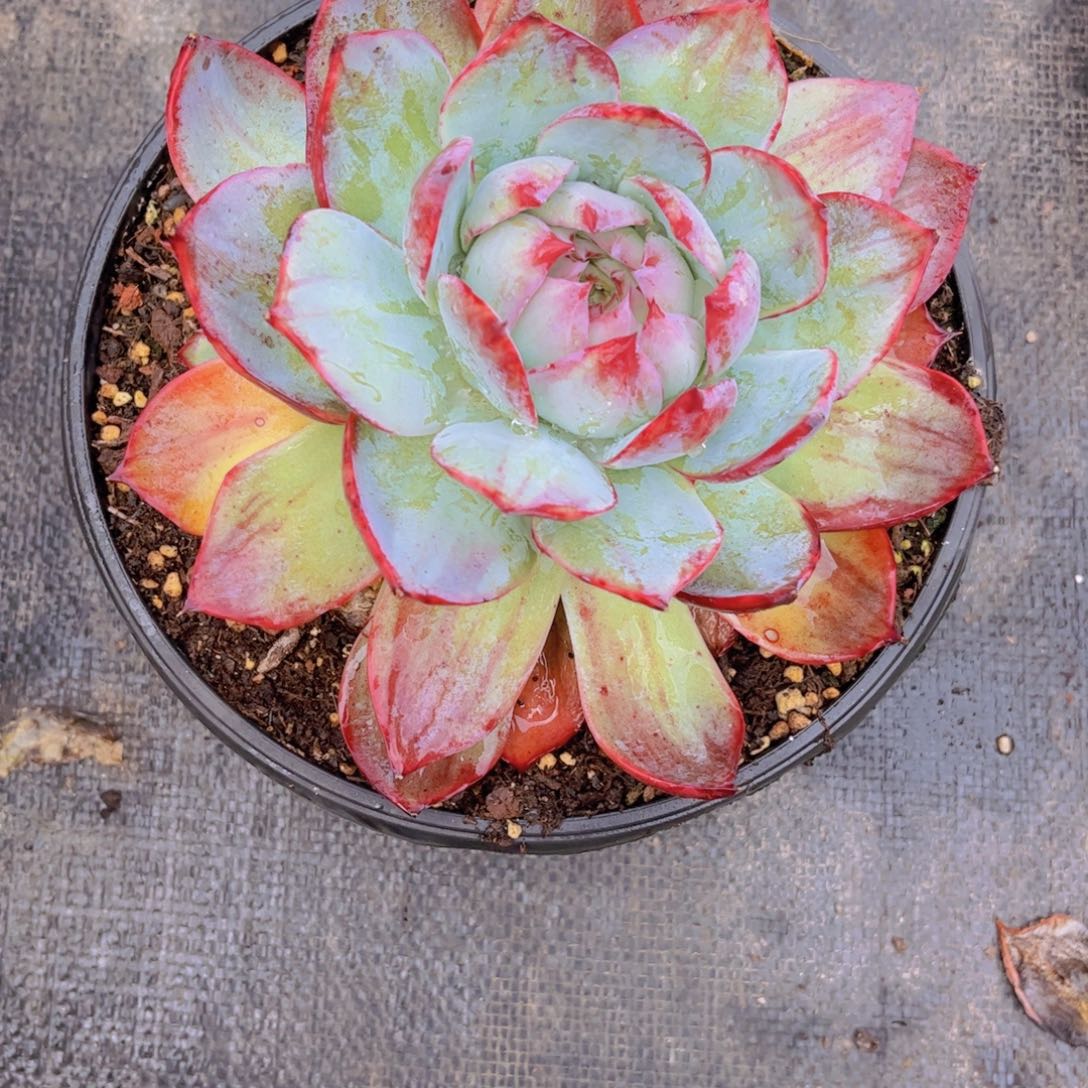 魅***人惊鸿仙子Ａ334一物一拍