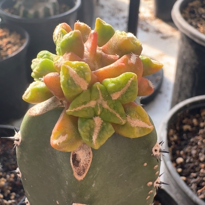 黑牡丹锦群苗接福利