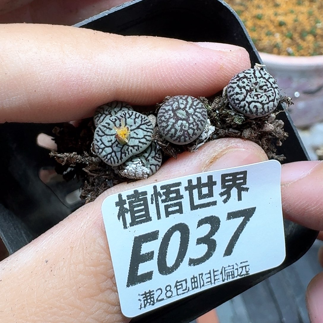 多肉植物的润泽fhjj