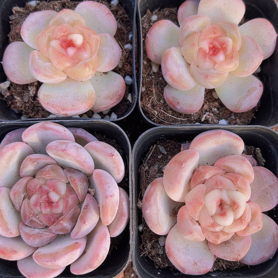 单头甜心19包邮多肉