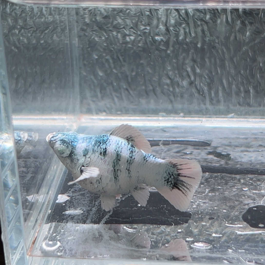 孔雀鱼玛丽一条水墨母