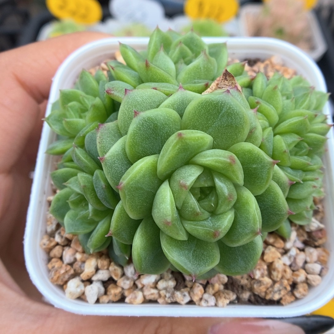 小猪麦秆朵朵群生713号