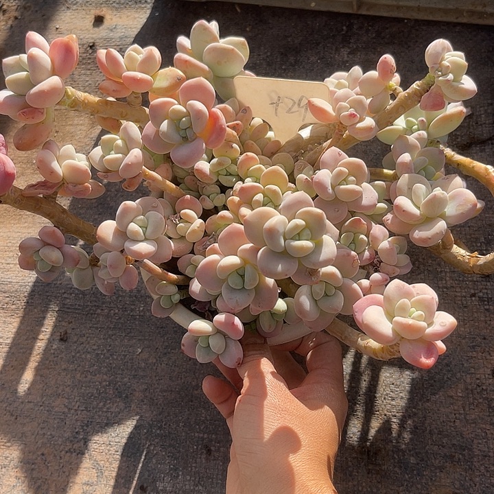 两单包邮，一物一拍29洛神