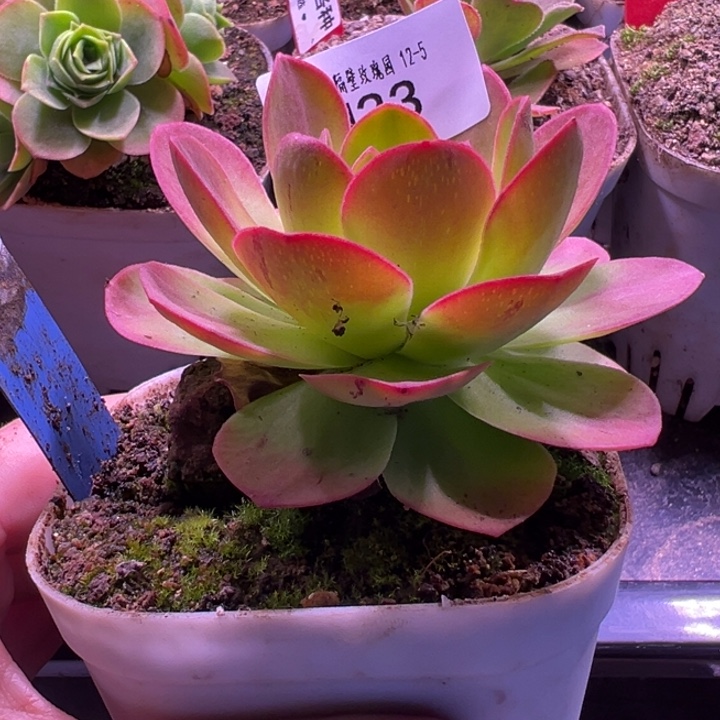 冷***运苗苗三碗若初杂交33