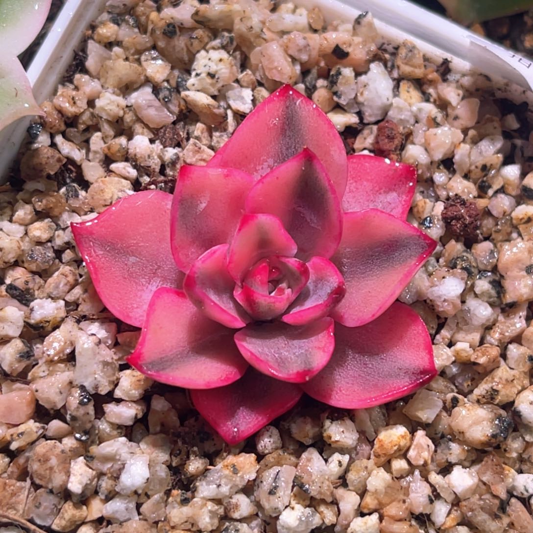 多肉特价赫拉锦6877