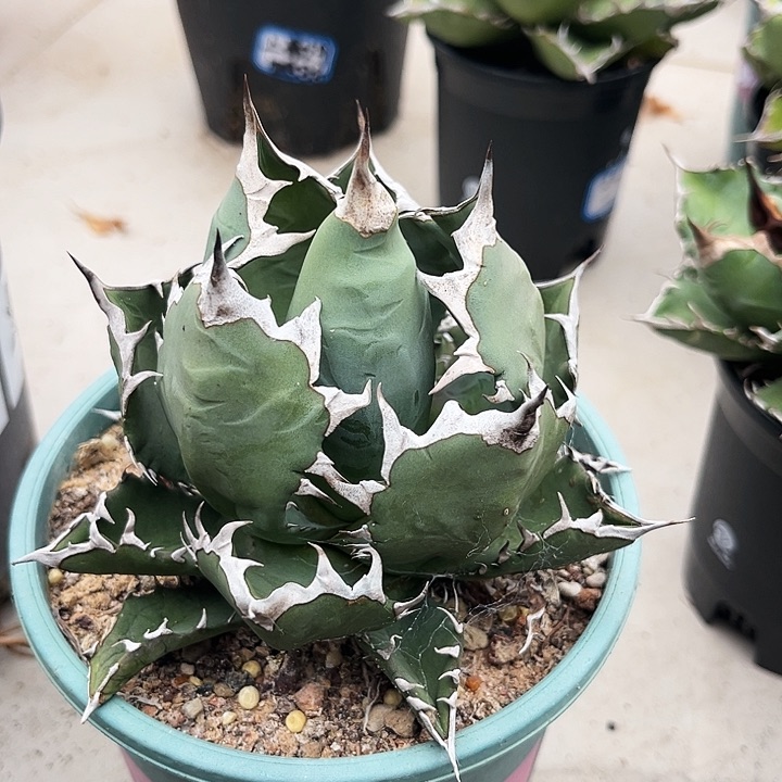 龙舌兰姬仁一物一拍A7号