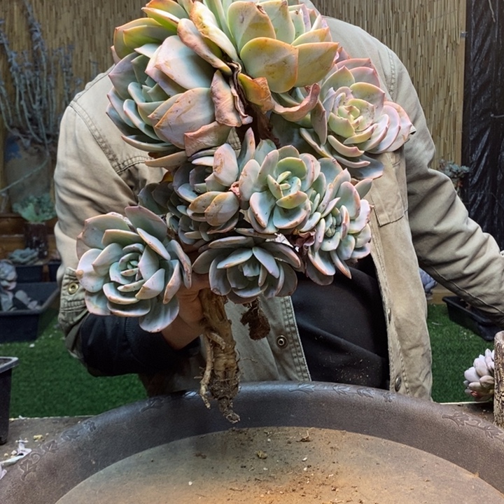 晴****300号白凤多肉植物