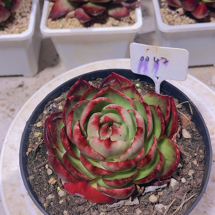 惊鸿仙子多肉植物42