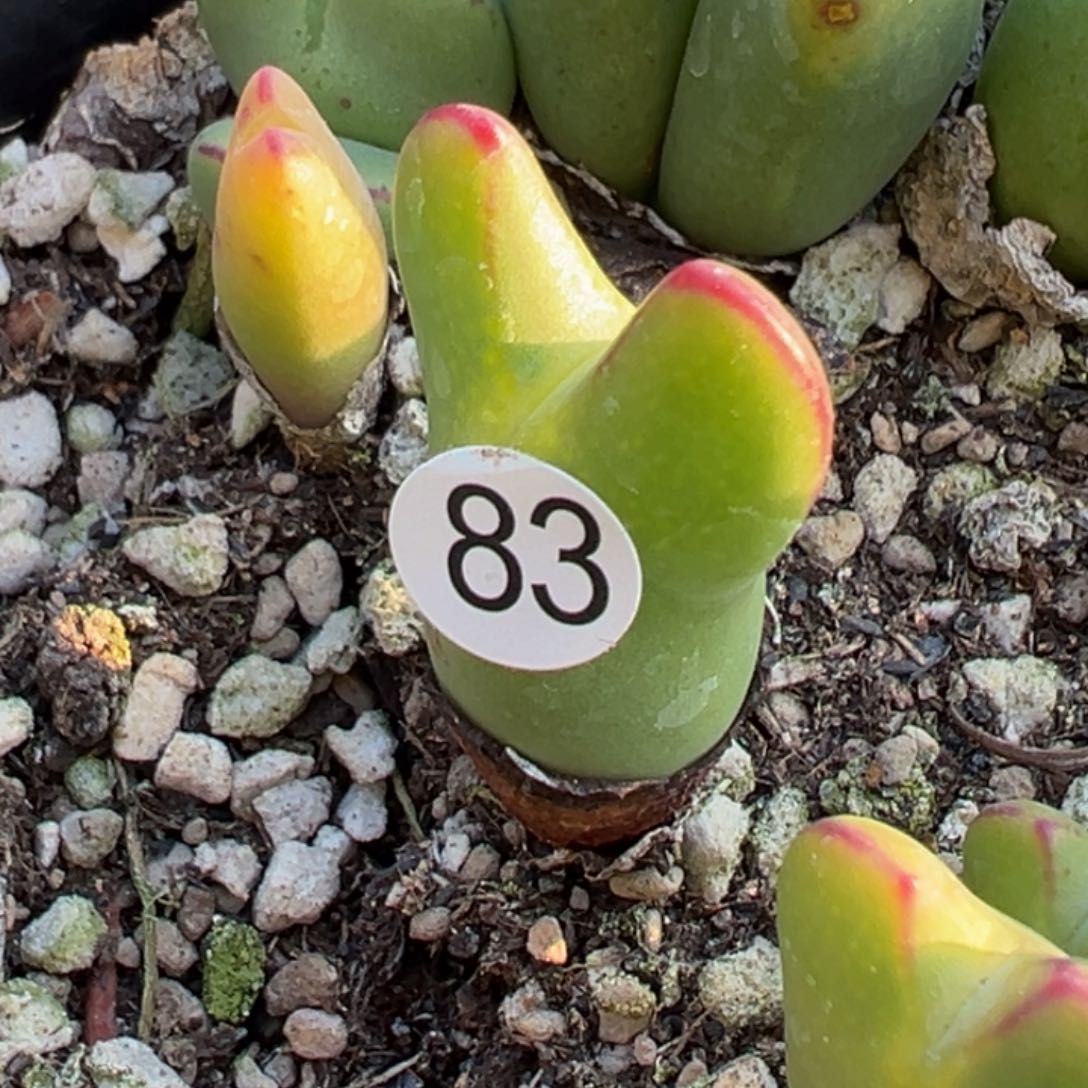 多肉植物111111111111111