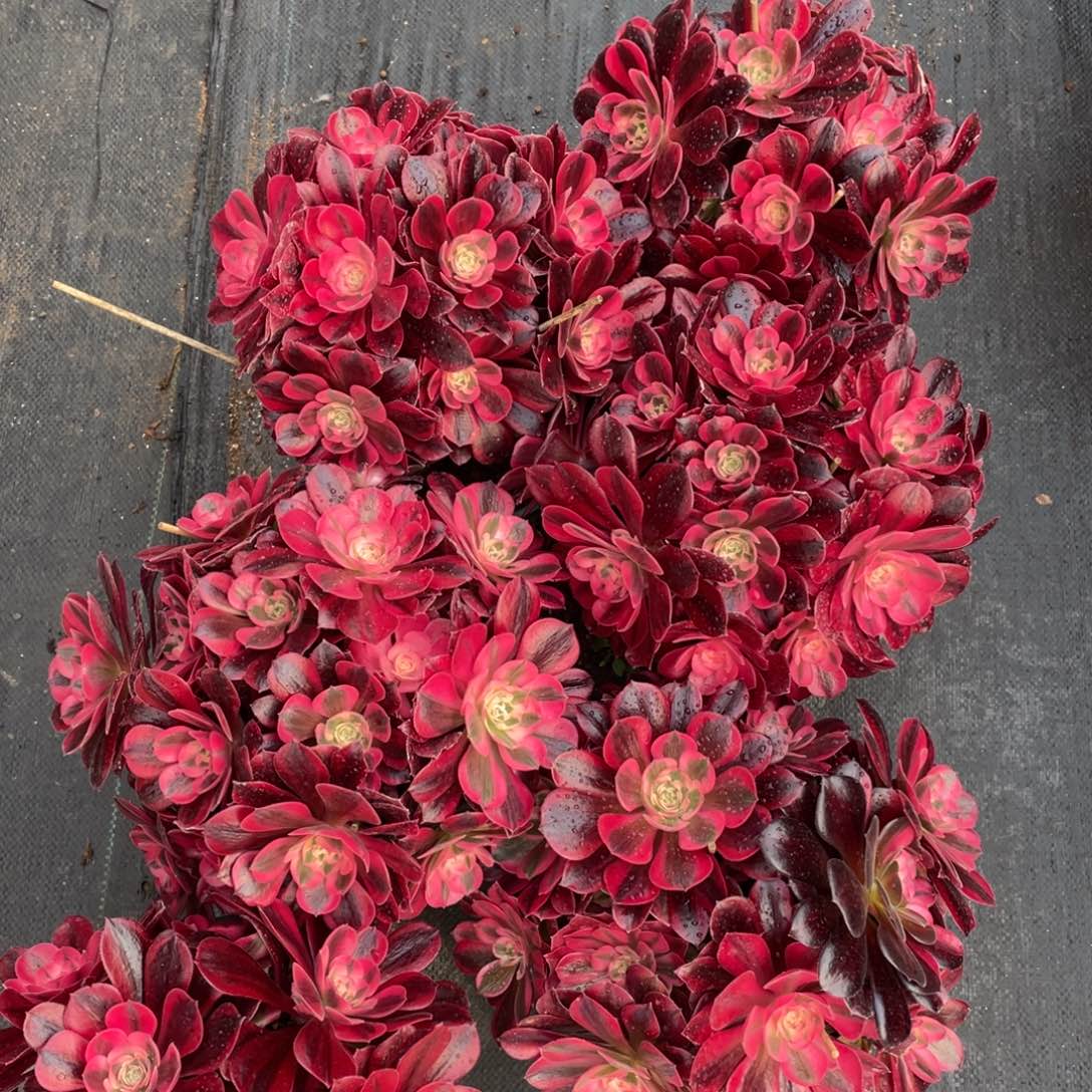 紫砂茶杯美杜莎小朵朵哥哥哥哥哥哥好